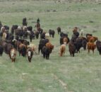 Research: Rotational grazing doesn't work in ranching systems