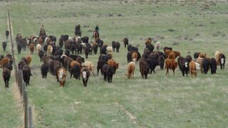 Research: Rotational grazing doesn’t work in ranching systems