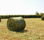 Livestock farmers urged to plan to prevent forage shortages