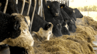 Wales launches five-year bovine TB delivery plan