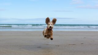 NI vet wins two BVA photography awards