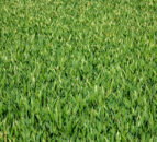 Tillage: Time to consider new seed varieties for 2023-2024