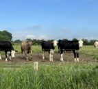 NI cattle herd increased by 0.3% since 2021 - DAERA