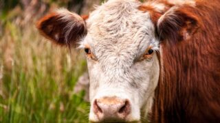 Defra proposes new digital system for bovine registration