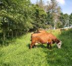 AHDB and Germinal monitor farm event to discuss lucerne