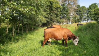 AstraZeneca turns to cow manure to cut carbon footprint