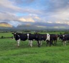 Over £125k between top-performing dairy farms and bottom 50%
