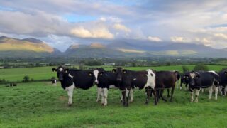 Consumers’ interest in meat-free products is declining- AHDB