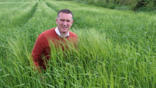 Tillage: Some winter barley crops at high risk of lodging