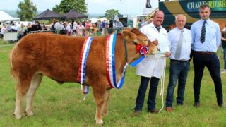Strong livestock entries at Newry Show 2023