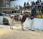 8,000gns achieved at Promise of Protein sale