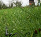 Grass measuring: Vital as growth returns