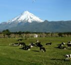 Milking system prototype wins award in New Zealand