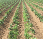 Key to blight control is adapting to weather conditions - agronomist