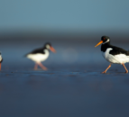 Outbreak of bird flu at Belfast reserve – RSPB NI