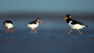 Outbreak of bird flu at Belfast reserve – RSPB NI
