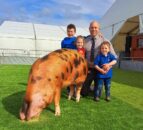 Focus: Pedigree pork on a Co. Down farm