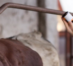 ‘Unsung heroes’ who created animal vaccine to be recognised