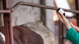 Veterinary Medicines Directorate seeks officer for AMR team