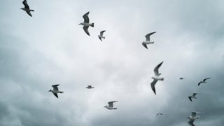 Health services cross-border exercise to prepare for bird flu