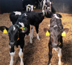 Genetic selection and fertility management on Antrim demo farm