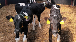Genetic selection and fertility management on Antrim demo farm