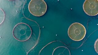 New food-testing method a ‘game-changer’ for food supply chain