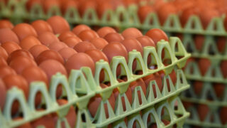 Morrisons forging strong links with NI egg industry