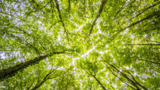 Brazil continues to have the biggest loss of tropical forest area
