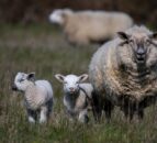 UK's first livestock theft officer launches 'Operation Foldyard'