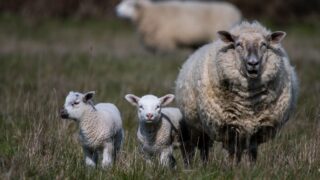 Plans for ‘Sheep Northern Ireland’ event unveiled