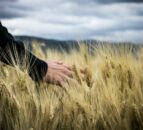 3 Scottish agri-businesses nominated for innovation award