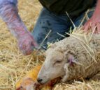 Search is on for BVA's Young Vet of the Year 2023