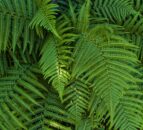 Bracken control: Asulam approved for use in England