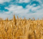 Tillage: Grain prices starting to strengthen