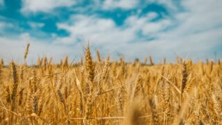 Tillage: Grain prices starting to strengthen