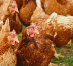 'Positive outlooks ahead' for pig, poultry and egg sectors