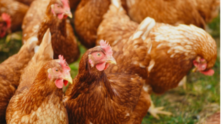Bird flu: Human case detected in England