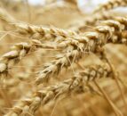 Wheat and maize markets in a state of flux