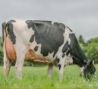 Summer Sizzler: Elite genetic sale set for Saturday