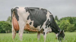 Summer Sizzler: Elite genetic sale set for Saturday