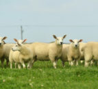 Spotlight on Texels ahead of Sheep Northern Ireland event