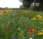 UFU welcomes ‘clarity’ on farm support programme