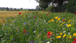 UFU welcomes ‘clarity’ on farm support programme