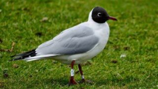 NI chief vet urges bird flu vigilance after cases in wild birds