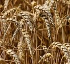 How will final UK wheat yields ‘shake out’ in 2023?