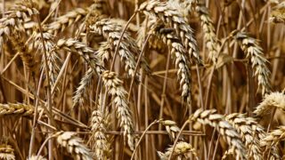 How will final UK wheat yields ‘shake out’ in 2023?