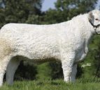 Dispersal sale announced for well-known NI Charolais herd