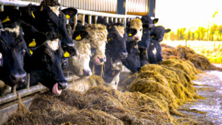 Could a daffodil plant hold the secret to tackling methane emissions?