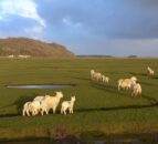 ‘Gower Salt Marsh Lamb’ new UK geographical indication
